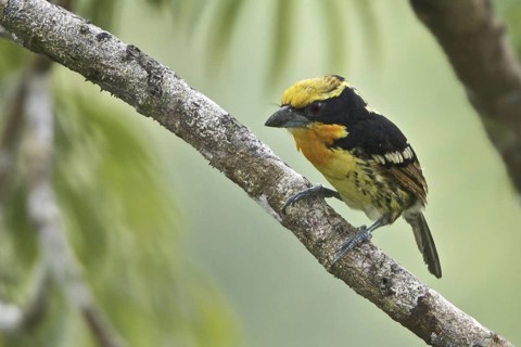 Gilded Barbet (Capito auratus), Ecuador