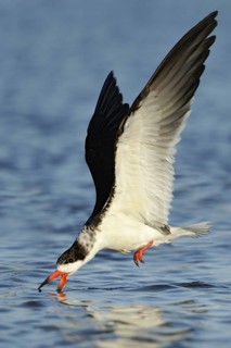 Black Skimmer (Rynchops niger), Texas, USA