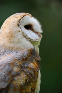 Common barn owl (Tyto alba), portrait, captive, Germany