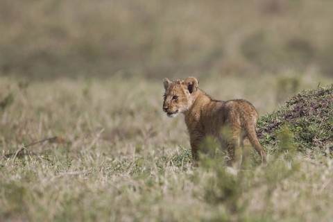 African Lion (Panthera leo) cub standing alone, Masai Mara, Kenya