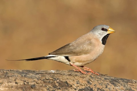 Long-tailed Finch (Poephila acuticauda), Kimberley, Western Australia, Australia