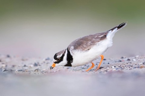 Common Ringed Plover (Charadrius hiaticula), Texel, Netherlands