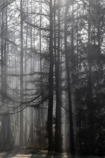 Fog in the coniferous forest, Emsland, Lower Saxony, Germany