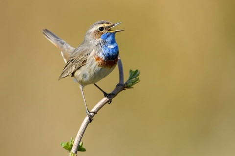 Bluethroat (Luscinia svecica cyanecula) male singing, Lower Saxony, Germany