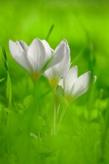 Autumn crocus (Colchium speciosum), September, Saxony, Germany