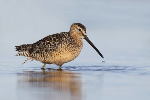 Long-billed Dowitcher (Limnodromus scolopaceus), Alaska, USA