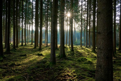 A quiet forest pierced by sunbeams that illuminate the ground with soft light, Mudau, Odenwald,