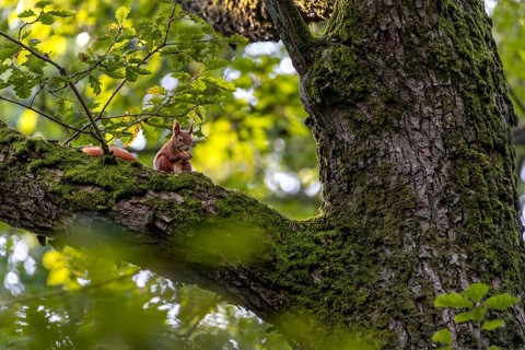 Squirrel (Sciurus vulgaris) eating an acorn on the branch of an oak tree, food, sweet, cute,