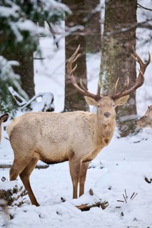 Red deer (Cervus elaphus) albino stag in a forest in winter, snow, Bavaria, Germany