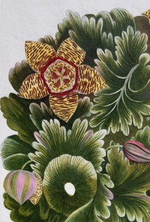 Detail of stapelia, apocynum seu Fritillaria crafsa monstrosa, hand-colored mezzotinto copper