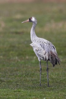 Common Crane (Grus grus) juvenile, Mecklenburg-Western Pomerania, Germany
