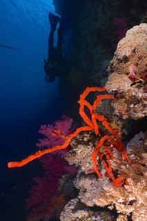 Poisonous finger sponge (Negombata magnifica Latrunculia magnifica)