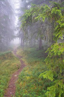 Path in foggy spruce forest, Alvdal, Hedmark, Innlandet, Norway, November 2025