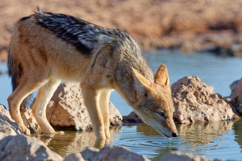 Black-backed jackal (Lupulella mesomelas), adult animal, drinking at a waterhole, golden evening