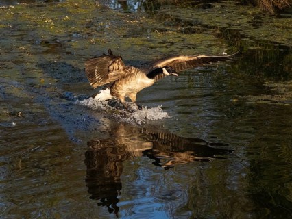 Canada goose (Branta canadensis), adult bird in flight, about to land on lake, Hesse, Germany