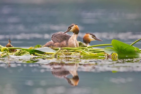 Great Crested Grebe (Podiceps cristatus) pair on nest, Bavaria, Germany