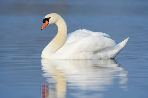 Mute swan (Cygnus olor), North Rhine-Westphalia, Germany