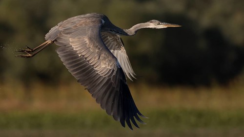 Grey Heron (Ardea cinerea) juvenile flying, Tiszaalpár, Hungary