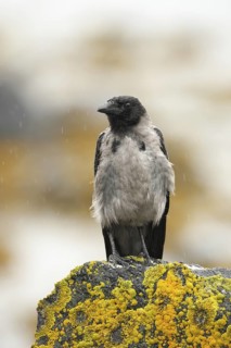 Hooded Crow (Corvus cornix), Norway