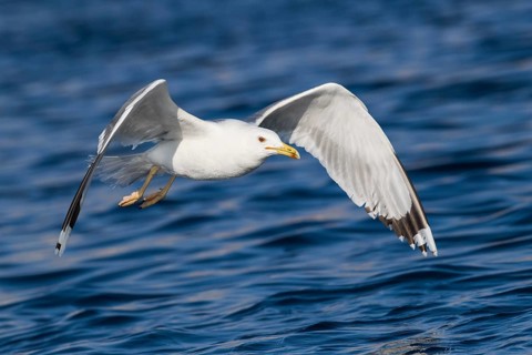 Caspian Gull (Larus cachinnans) flying, Eilat, Israel
