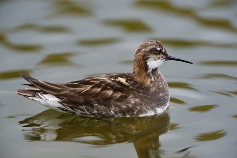 Red-necked Phalarope (Phalaropus lobatus), Iceland