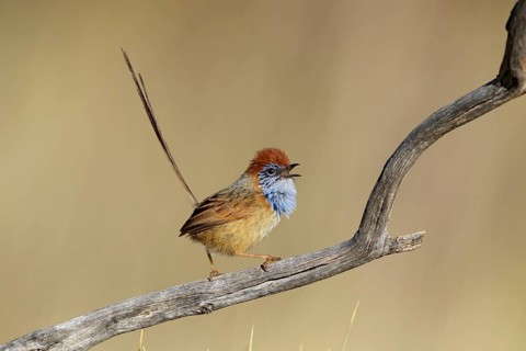 Rufous-crowned Emu-wren (Stipiturus ruficeps) male, Northern Territory, Australia