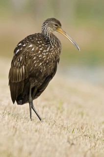 Limpkin (Aramus guarauna), Florida, USA