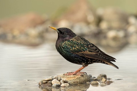 Common Starling (Sturnus vulgaris) male at waterhole, Bavaria, Germany