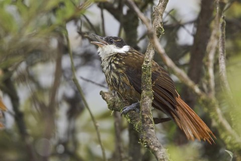 Streaked Tuftedcheek (Pseudocolaptes boissonneautii), Ecuador