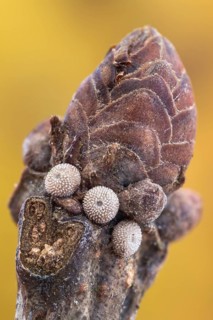 Drei Eier des Blauen Eichenzipfelfalter (Favonius quercus) an einer Eichenknospe