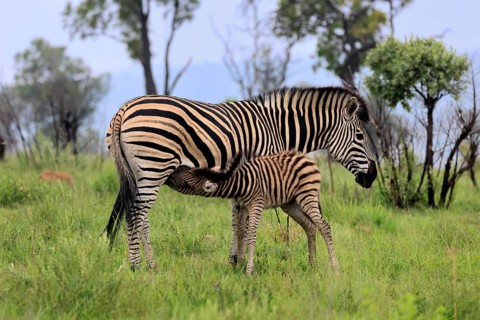 Burchell's zebra (Equus quagga burchelli), Burchell's zebra, adult, female, mother, young,