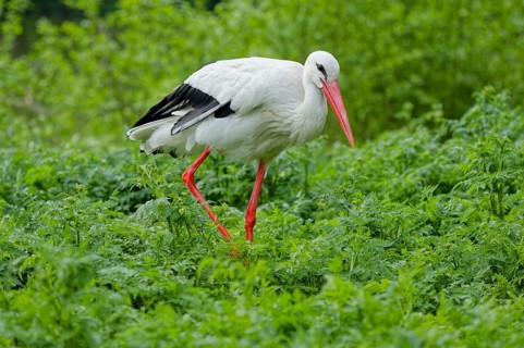 White stork (Ciconia ciconia) standing in dense green vegetation in natural habitat. Large wading