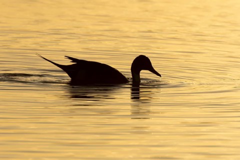 Northern pintail duck (Anas acuta) adult male bird on a lagoon silhouette at sunset, RSPB Titchwell