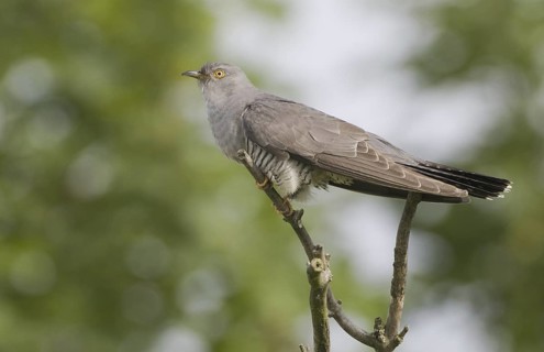 Common Cuckoo (Cuculus canorus) male, Brandenburg, Germany