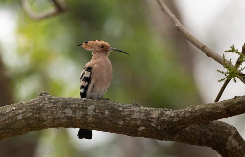 Eurasian hoopoe or common hoopoe (Upupa epops) on a tree branch, Sreepur, Gazipur, Bangladesh