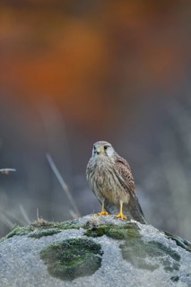 Turmfalke, lat. Falco tinnunculus, Jungvogel auf einem Stein stehend im Hochformat