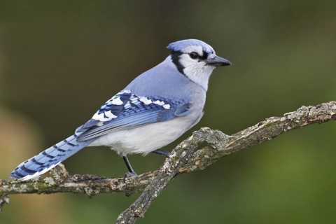 Blue Jay (Cyanocitta cristata), Ontario, Canada