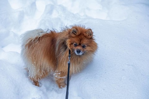 Mittelgroßer Spitz standing in deep snow, Sieversen, Samtgemeinde Rosengarten, Lower Saxony,