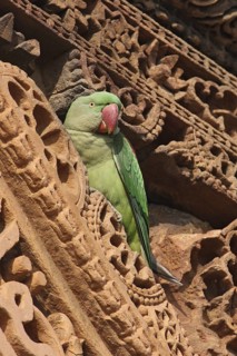 Alexandrine Parakeet (Psittacula eupatria) female, New Dehli, India