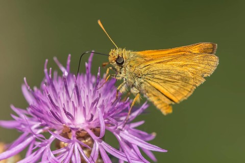 Large Skipper (Ochlodes sylvanus) sitting on blossom, Germany