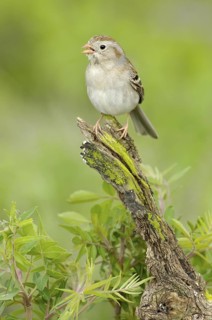 Field Sparrow (Spizella pusilla) singing, Texas, USA