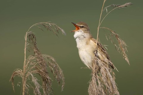 Great Reed Warbler (Acrocephalus arundinaceus) male singing, Saxony, Germany