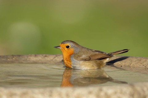 European robin (Erithacus rubecula) adult garden bird washing in a bird bath, Suffolk, England,