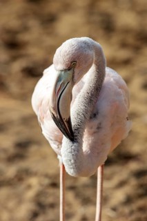 Flamingo (Phoenicopteridae), Galapagos, Ecuador