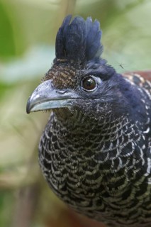 Banded Ground-Cuckoo (Neomorphus radiolosus) perched on a branch in Ecuador, South America