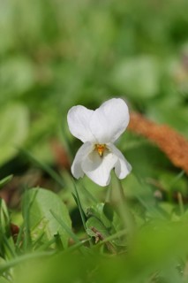 White violet (Viola alba), white flowers on the forest floor, forest edge, spring, Wilnsdorf, North
