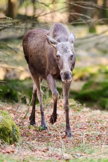 Elk (Alces alces) standing on a meadow on the edge of a forest, Bavaria, Germany