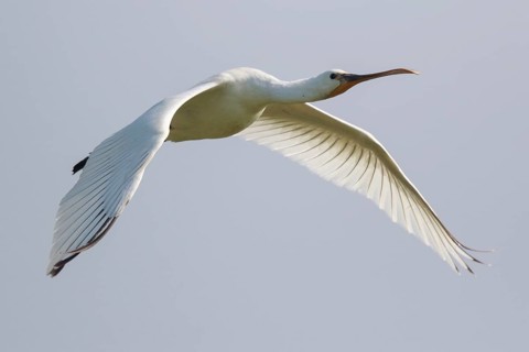 Eurasian Spoonbill (Platalea leucorodia) juvenile flying, North Rhine-Westphalia, Germany