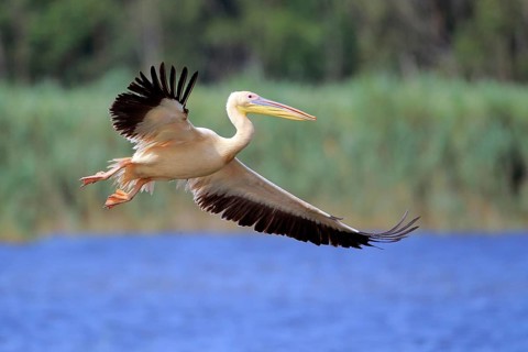 Great White Pelican (Pelecanus onocrotalus) flying, Danube Delta, Romania