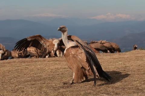 A stunning Griffon vulture displays its wings against a backdrop of distant mountains and a flock